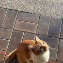 네일츄르 이미지