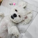 [파주 맛집] 산내음 파주본점 / 애견동반 가능한 한정식집