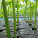 깻잎농원 이미지