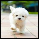 더독스 강아지분양 서울 이미지