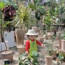 올리브나무 이미지