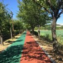 화랑유원지(제1주차장) 이미지