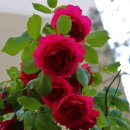 우장산동 이미지