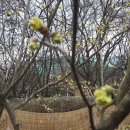 24.2.23(금) 대연 수목원의 봄 이미지