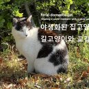 야생화된 집고양이, 길고양이와 교감 이미지