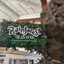 포레스트몰 | 거니밀 몰 '레인포레스트 카페(Rainforest Cafe)' 방문 후기