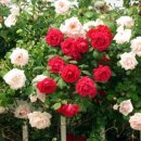 장미정원 이미지