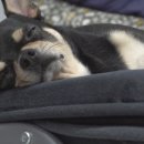 강아지를 부탁해 이미지