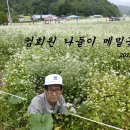 들에메밀꽃 이미지