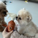 샴푸하는 강아지 | 유니포스 강아지 워터리스 샴푸 후기 발사탕하는 반려견 산책꿀템