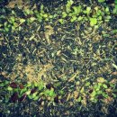 로이농장2 이미지