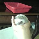 렙타일케이지 이미지