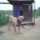 옐로우 켄넬 이미지