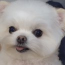 미용하는 강아지 이미지