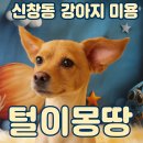 봉순이 | 신창동 강아지 미용 사이좋은 믹스견 봉자 &amp; 봉순이, 3mm 전체 클리핑 시술 후기 🐾