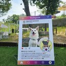 몽글몽글 애견유치원 이미지