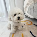 네일숑 이미지