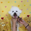 마이멍멍 이미지