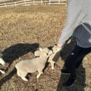 도윤목장 이미지