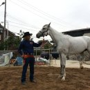 카우보이 이미지