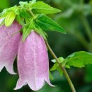 펀포레스트 이미지