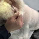 향기롭개 네이버블로그