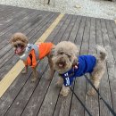 어성애견 이미지