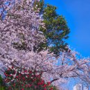 온천천시민공원 관리사무소 | 부산 벚꽃 보기 좋은 곳 :: 온천천 시민공원, 카페거리