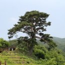 천년송 이미지