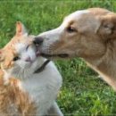 24시김승현외과동물메디컬센터 이미지