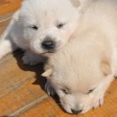 복슬강아지 이미지