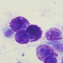 로잔동물의료센터 이미지