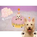소담하개 | 광주 강아지 수제간식 소담하개 생일케이크 주문 후기