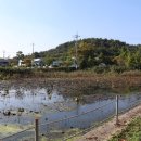 나주배한우 이미지