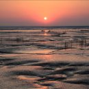 갯벌낙지 이미지