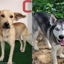 가족이랑개 이미지