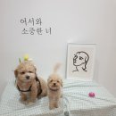 하우슨 이미지