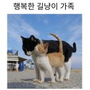 동네고양이 이미지