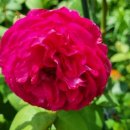 오늘, 정원 이미지