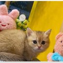 나라애견 본점 이미지