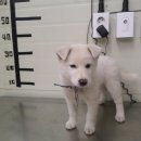 고동산주유소 이미지