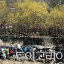 산수유꽃길로 이미지