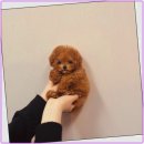 함께 있어줄개 | 함께있어줄개에서 강아지와의 새로운 여정 시작