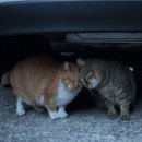 낭만고양이 이미지