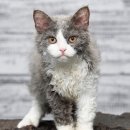 몽글몽글 이미지