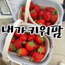 동읍500 | 창원 아이랑 가볼만한 곳 동읍 딸기체험 미리 알면 좋은 점 내가키워팜