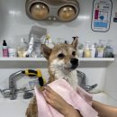 허벌라개 이미지