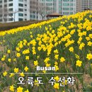 해맞이작은도서관 | 부산 오륙도 수선화 실시간 개화상황 해맞이공원 주차장