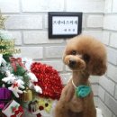 개 이쁜 애견미용샵 이미지