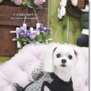 프린세스 말티즈 이미지